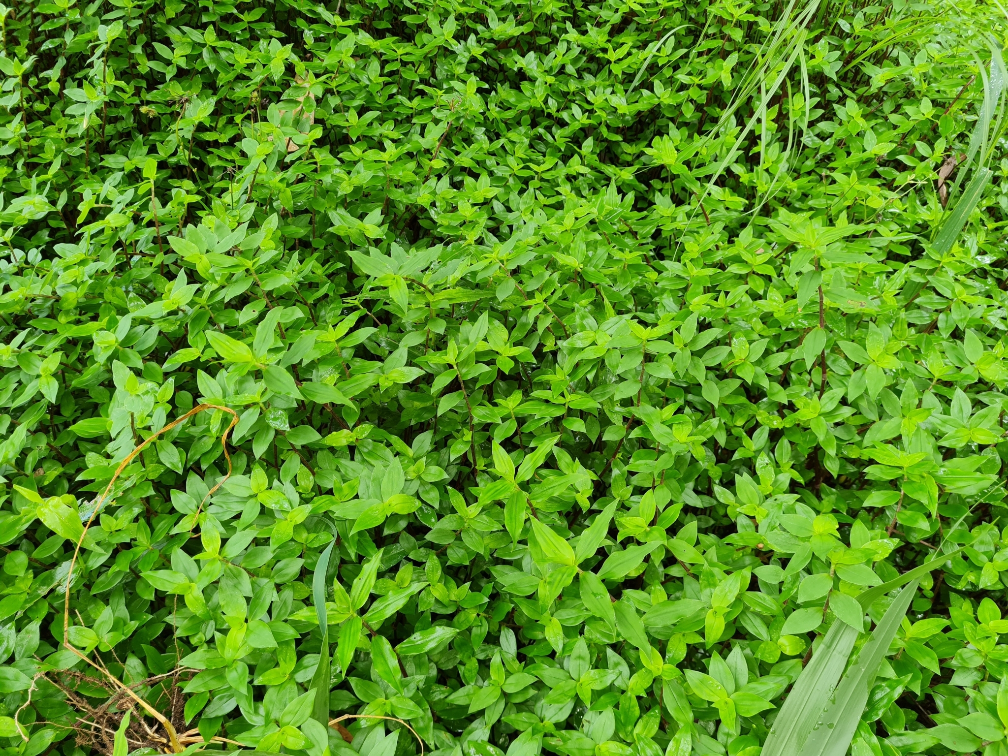 Imagem de Tradescantia-nanica