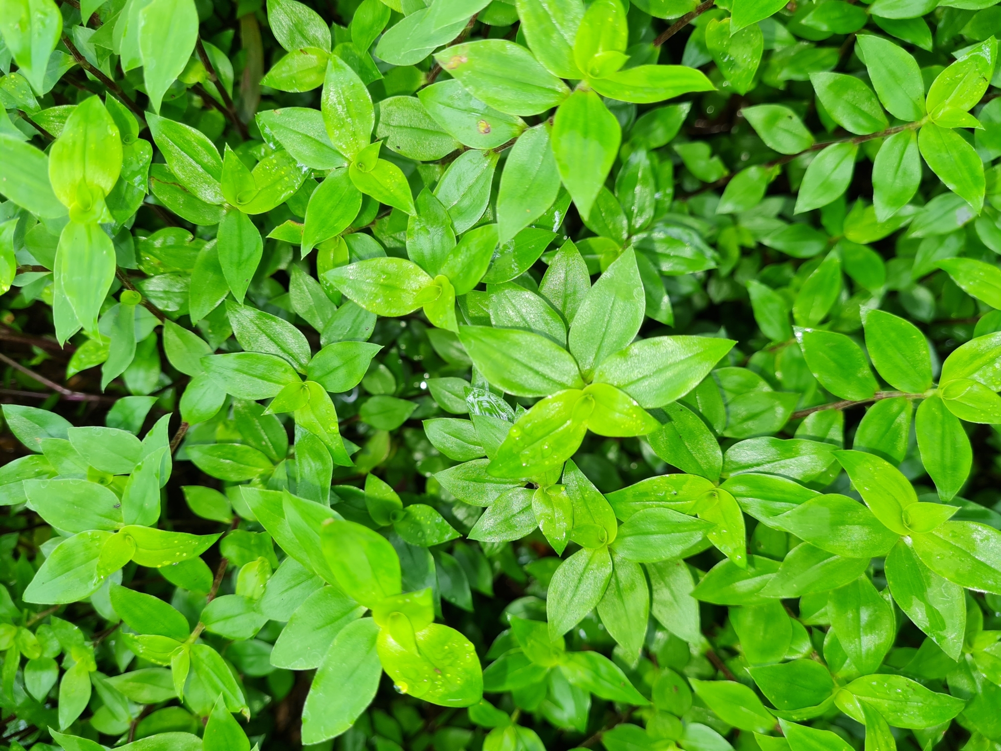 Imagem de Tradescantia-nanica