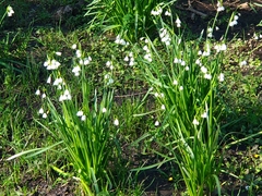 Leucojum aestivum