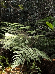 Athyriaceae