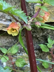 Scrophularia trifoliata