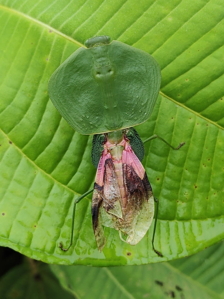 Peruvian Shield Mantis