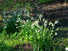 Leucojum aestivum
