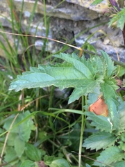 Scrophularia trifoliata