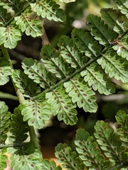 Athyriaceae