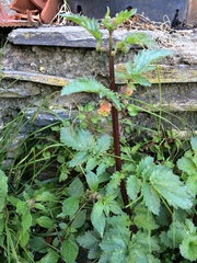 Scrophularia trifoliata