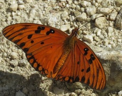 Dione vanillae insularis