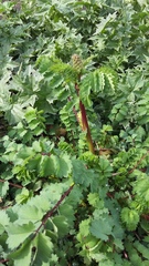 Sanguisorba minor balearica
