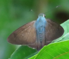 Astraptes jaira