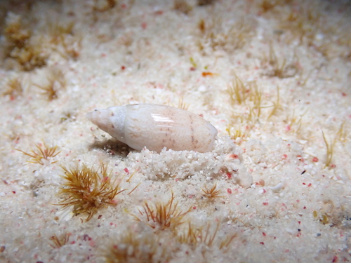 Olivella nivea observed 2024-01-20