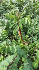 Sanguisorba minor balearica