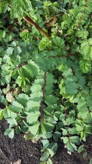 Sanguisorba minor balearica