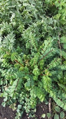 Sanguisorba minor balearica