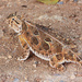 Texas Horned Lizard - Photo (c) Yinan Li, some rights reserved (CC BY-NC), uploaded by Yinan Li