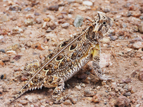 Texas Horned Lizard