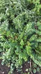 Sanguisorba minor balearica