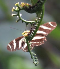 Heliconius charithonia simulator