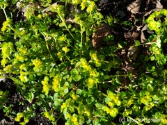 Chrysosplenium oppositifolium