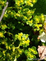 Chrysosplenium oppositifolium