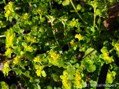 Chrysosplenium oppositifolium