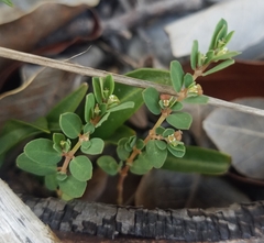 Euphorbia blodgettii