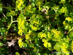 Chrysosplenium oppositifolium
