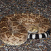 Western Diamond-backed Rattlesnake - Photo (c) Yinan Li, some rights reserved (CC BY-NC), uploaded by Yinan Li