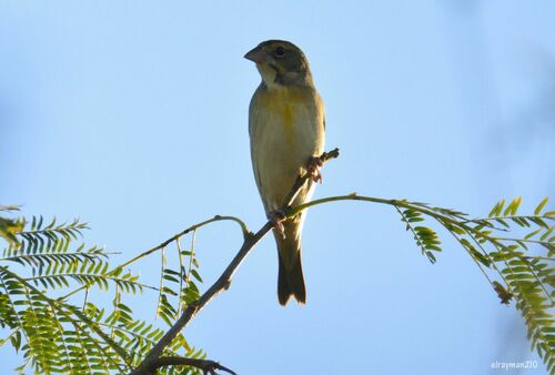 Dickcissel (Spiza americana)