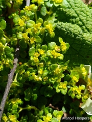 Chrysosplenium oppositifolium