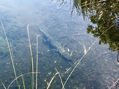 Alligator mississippiensis