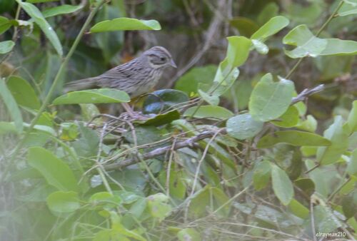Lincoln's Sparrow (Melospiza lincolnii)