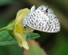 Leptotes cassius theonus