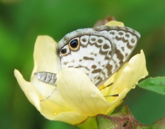 Leptotes cassius theonus