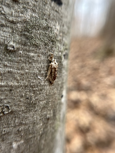 Redbud Trail