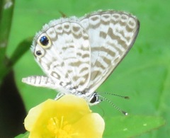 Leptotes cassius theonus