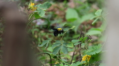 Xylocopa ruficornis
