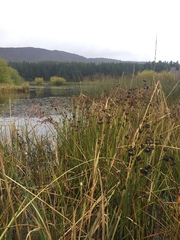 Juncus microcephalus