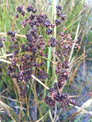 Juncus microcephalus