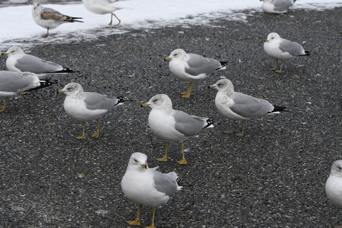 Ring-billed Gull photographed in Delaware