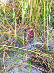 Juncus microcephalus