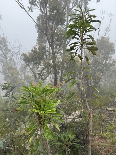 Foto de Waratah
