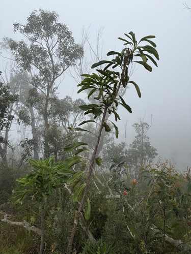 Foto de Waratah