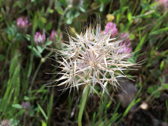 Microseris douglasii
