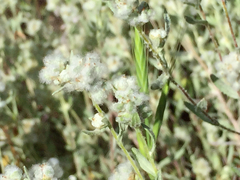 Micropus californicus