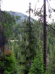 Picea breweriana