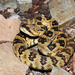Western Black-tailed Rattlesnake - Photo (c) Yinan Li, some rights reserved (CC BY-NC), uploaded by Yinan Li