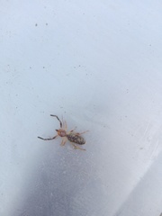 Ammotrechidae