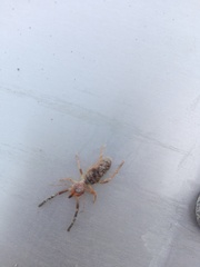 Ammotrechidae