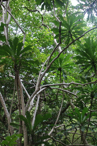 Ficus pseudopalma observed 2023-12-28