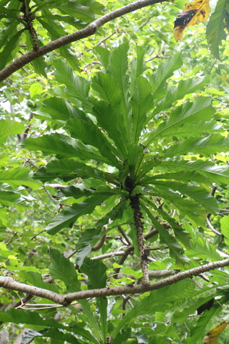 Ficus pseudopalma observed 2023-12-28